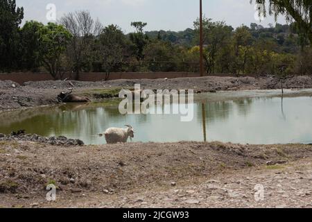 Le buffle aquatique connu scientifiquement comme bubalus bubalis en raison de ses quelques glandes sudoripares prennent habituellement des douches dans les plans d'eau ou de boue pour refroidir, il liv Banque D'Images