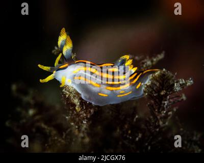 Polycera quadrilineata, est une limace de mer, une espèce de nudibranche doride. Il s'agit d'un mollusque gastéropode marin de la famille des Polyceridae. Banque D'Images