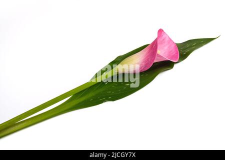 Fleur de cala rose isolée sur fond blanc Banque D'Images