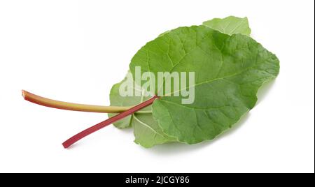 Feuilles de Rhubarb fraîches isolées sur blanc Banque D'Images