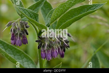 Comfrey commun (symphytum officinale) Banque D'Images