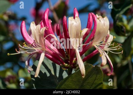 « Beauté américaine » (lonicera heckrottii) Banque D'Images