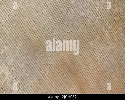 Vue aérienne d'un vignoble Banque D'Images