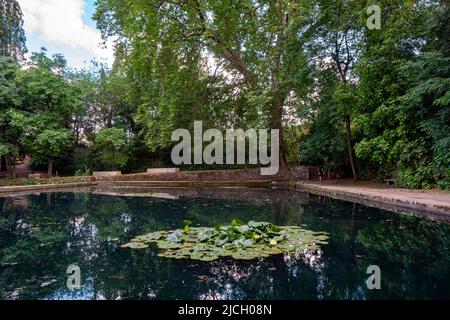 Nénuphars flottant sur un étang de jardin à Quinta das Lágrimas, Coimbra, Portugal, Europe Banque D'Images