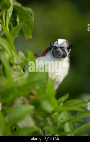 Un singe de tamarin de Geoffrey se trouve à l'extérieur de la forêt pluviale des plaines du Panama Banque D'Images