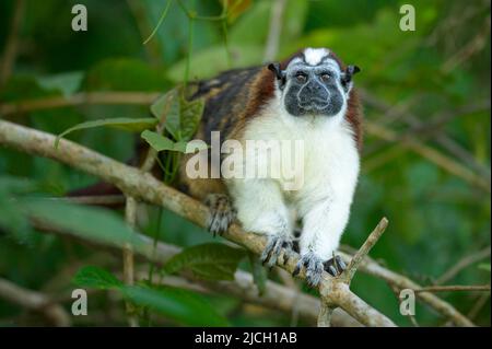 Un singe de tamarin de Geoffrey se trouve à l'extérieur de la forêt pluviale des plaines du Panama Banque D'Images