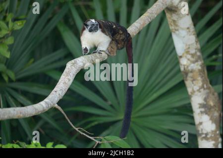 Un singe de tamarin de Geoffrey se trouve à l'extérieur de la forêt pluviale des plaines du Panama Banque D'Images