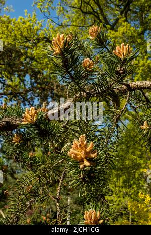 Gros plan de nouveaux cônes de pin sur le pin Jack pinus banksiana Pinaceae au printemps Angleterre Royaume-Uni Grande-Bretagne Banque D'Images