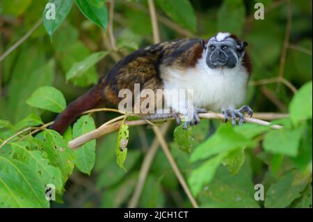 Un singe de tamarin de Geoffrey se trouve à l'extérieur de la forêt pluviale des plaines du Panama Banque D'Images