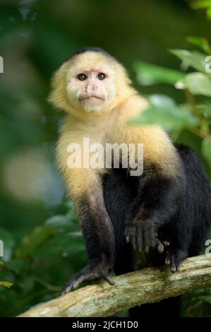 Un singe capucin blanc de pairs hors de la forêt pluviale des plaines du Panama Banque D'Images