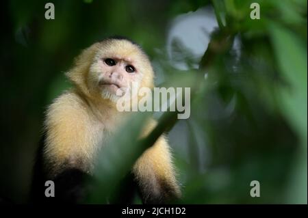 Un singe capucin blanc de pairs hors de la forêt pluviale des plaines du Panama Banque D'Images