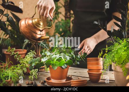 Femelle jardinier portant un tablier arrosoir maison en serre à l'aide d'une théière en cuivre d'époque. Concept de soins végétaux de printemps Banque D'Images