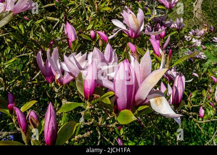 Gros plan de Magnolia soulangeana 'Lennei' rose fleur fleurs bourgeon bourgeons arbuste au printemps Angleterre Royaume-Uni Grande-Bretagne Banque D'Images