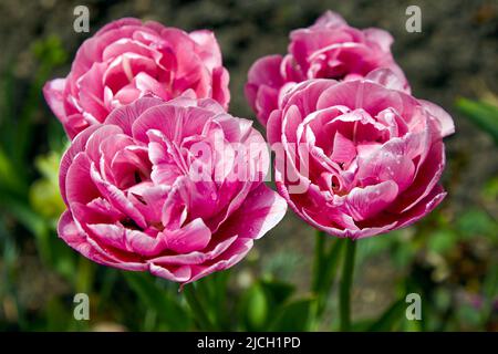 Tulipes de pivoine rose avec des gouttes de rosée lors d'une journée ensoleillée dans le lit de jardin Banque D'Images