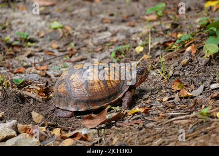 Eastern Box Turtle, en caroline du Nord, couvrant ses œufs après les avoir pondus dans une cour de Caroline du Nord. Banque D'Images