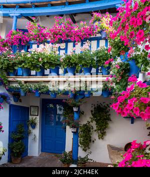 Patio lleno de flores en primavera. Paredes blancas y puertas, ventanas y macetas en couleur azul. Cordoue, Espagne. Banque D'Images
