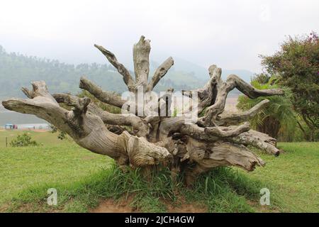 Tronc d'arbre unique Banque D'Images