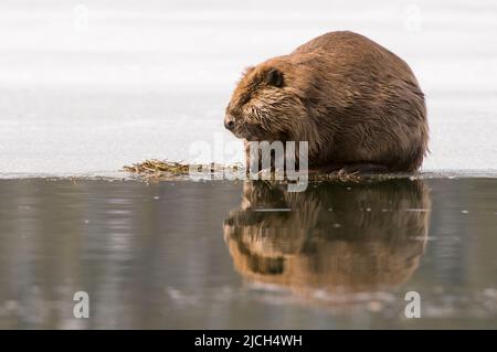 Un castor américain se trouve au bord de la glace dans l'écosystème du Grand Yellowstone en hiver Banque D'Images