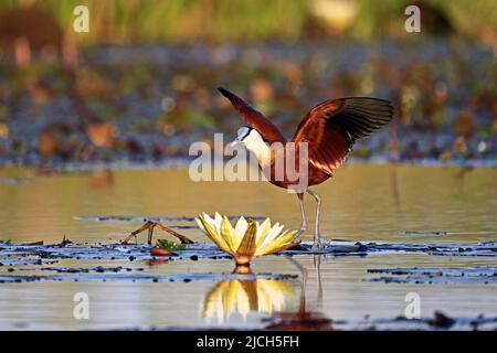 Jacana africaine sur le fleuve Chobe Botswana Banque D'Images