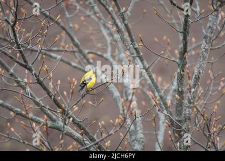 Oiseau Goldfinch assis seul sur une branche d'arbre au printemps. Banque D'Images
