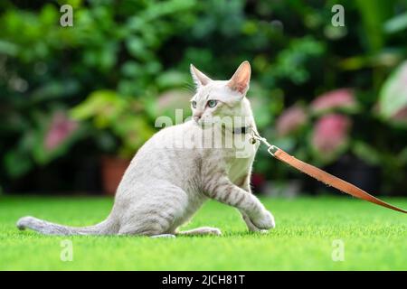 Le chat américain de Shorthair avec des yeux verts et bleus a été pris pour une marche intelligente par son propriétaire dans le jardin herbacé avec collier et laisse. Banque D'Images