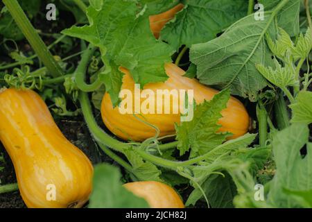 Citrouilles mûres d'orange sur le lit en gros plan Banque D'Images