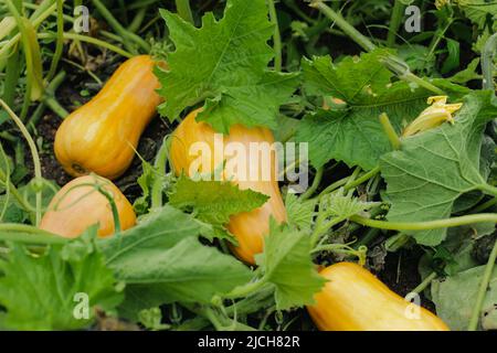 Citrouilles sur le lit, légumes à la maison Banque D'Images