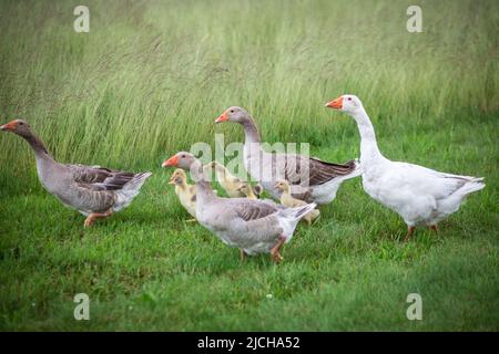 La famille des oies de la race 'Österreichische Landgans', une espèce autrichienne en voie de disparition Banque D'Images