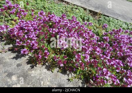 Ce thym rampant est extrêmement bas et fleuris tôt. Il est planté ici entre des plaques de pierre. Vu à Nordhorn, Allemagne Banque D'Images