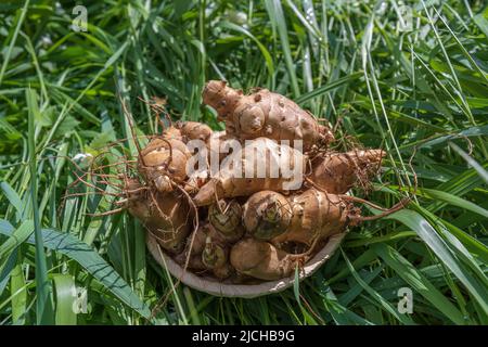 Groupe d'artichauts frais de jérusalem sur fond d'herbe verte, gros plan. Artichauts de Jérusalem ou sunroot ou sunchaut Banque D'Images