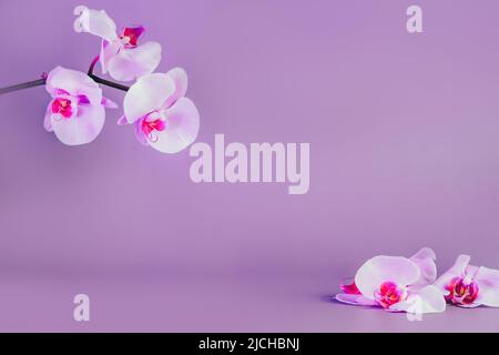 Magnifique fond floral. Orchidées de phalaenopsis blanches et roses sur fond violet. Couleurs pastel. Fleur tropicale, branche d'orchidées. Mockup Wit Banque D'Images