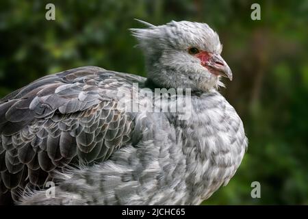 Screamer/Screamer à crête du sud (Chauna torquata), sauvagine originaire du Pérou, du nord de la Bolivie, du Paraguay, du sud du Brésil, de l'Uruguay et de l'Argentine Banque D'Images