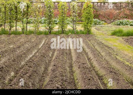 champ avec des lits de jardin au printemps prêts pour la plantation Banque D'Images