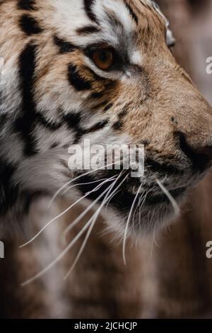 Voir portrait d'un tigre de Sibérie (Panthera tigris altaica) Banque D'Images