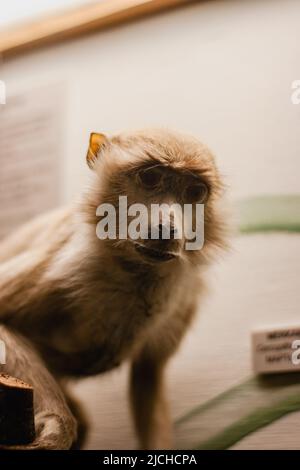 Portrait d'un singe en gros plan. Un animal en peluche de singe assis sur une branche d'arbre dans un musée. Banque D'Images