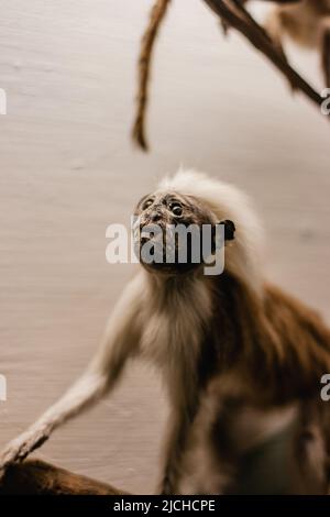 Portrait d'un singe en gros plan. Un animal en peluche de singe assis sur une branche d'arbre dans un musée. Banque D'Images