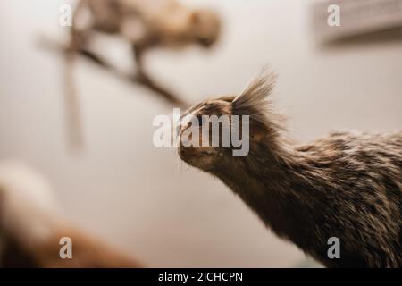 Portrait d'un singe en gros plan. Un animal en peluche de singe assis sur une branche d'arbre dans un musée. Banque D'Images