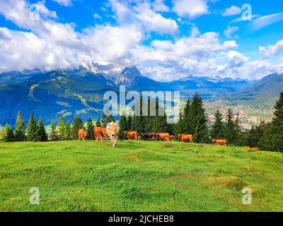 Les vaches se broutent sur un pré alpin au-dessus de Garmisch-Partenkirchen. Garmisch Partenkirchen est une ville de ski alpin située en Bavière, dans le sud de l'Allemagne. Banque D'Images