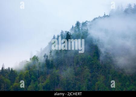 Vue panoramique sur le paysage de la montagne boisée dans les nuages avec les conifères verts dans la brume Banque D'Images