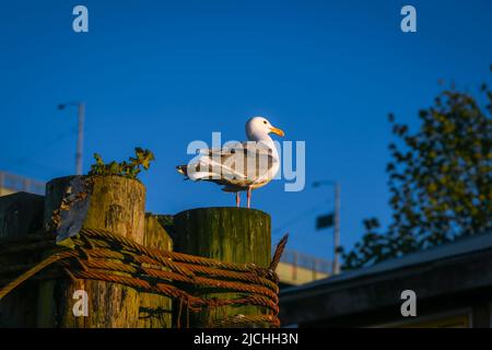 Mouette sur le post Banque D'Images