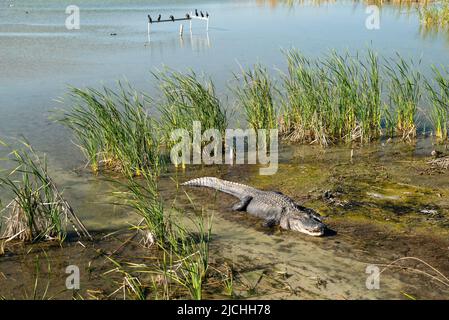 Alligator américain, Alligator mississippiensis, dans l'eau et la boue près des roseaux et des oiseaux cormorants à Port Aransas, Texas, par une journée ensoleillée. Banque D'Images