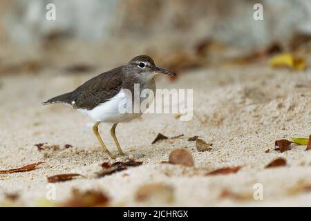 Sandpiper tacheté - le petit oiseau de rivage Actitis macularius, habitat de reproduction près des eaux douces du Canada et des États-Unis, migre vers l'Amérique du Sud Banque D'Images