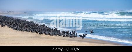 Namibie, des milliers de cormorans sur la côte du squelette Banque D'Images