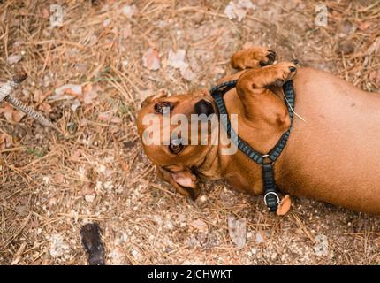 Le dachshund rouge-brun repose sur le sol. Photo de haute qualité Banque D'Images