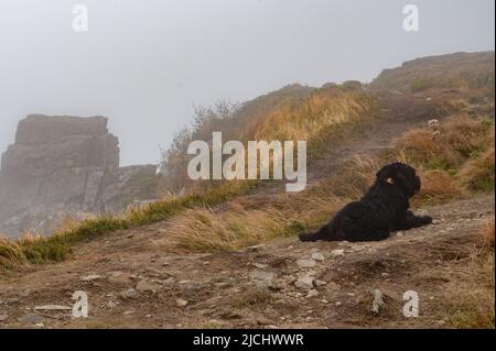 Un chien noir repose sur l'herbe et repose après une promenade. Banque D'Images
