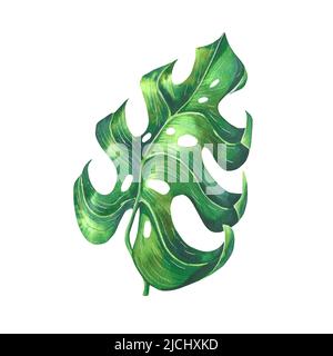 Illustration aquarelle de feuilles dessinées à la main de plantes tropicales. Monstera isolé. Éléments décoratifs pour imprimés, décorations, cartes postales, affiches. Banque D'Images