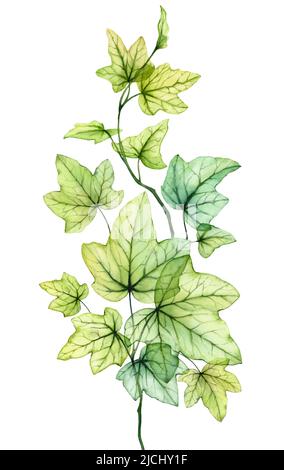 Feuilles aquarelles transparentes en composition verticale. Usine de lierre anglaise. Feuillage de raisin frais isolé sur blanc. Botanique réaliste et détaillé Banque D'Images