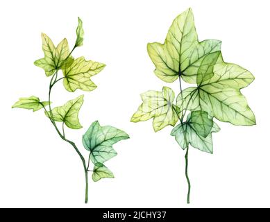 Aquarelle branches de lierre anglaise. Feuilles de raisin frais. Feuillage d'arbre transparent isolé sur blanc. Illustration botanique réaliste et détaillée. Banque D'Images