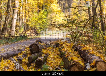 Sciez de vieux troncs d'arbres à côté du chemin dans le parc d'automne. Jour ensoleillé, bûches couvertes de feuilles mortes Banque D'Images