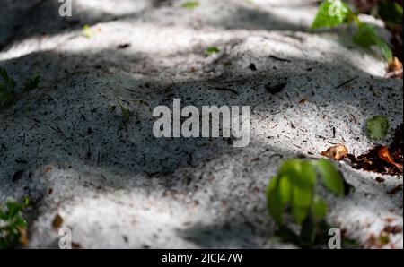 Grêle sur le sol après la tempête. Balles de grêle de printemps après de lourdes pierres de grêle. Boules de glace blanches au sol. Banque D'Images